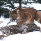 Illustration for article titled Everything Apples Trying to Kill with OS X Mountain Lion